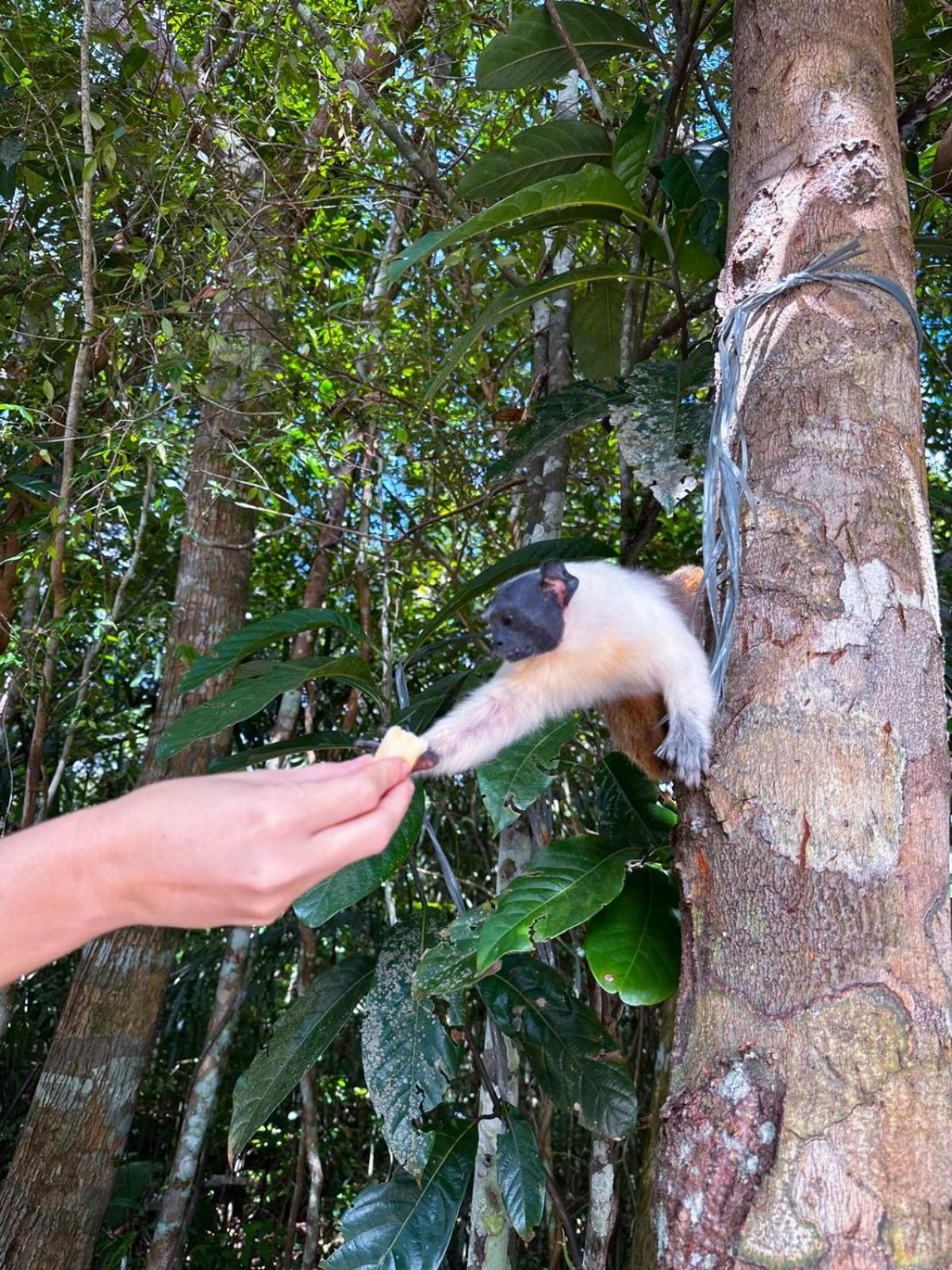 Floresta Zen - Pousada Xamanica มาเนาส์ ภายนอก รูปภาพ